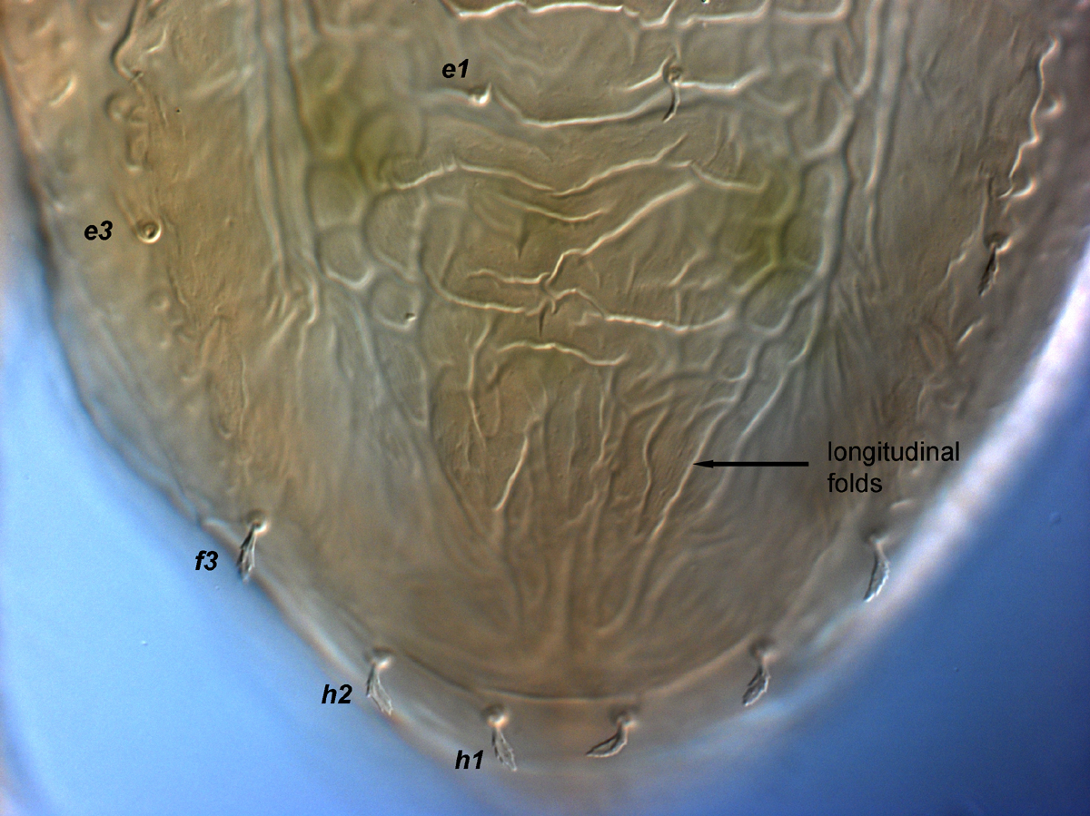  Fig. 9.  Brevipalpus papayensis , female posterior dorsum (paratype). 