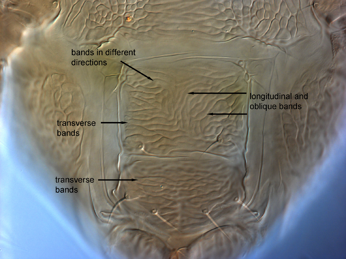  Fig. 13.  Brevipalpus papayensis , female posterior venter (paratype). 