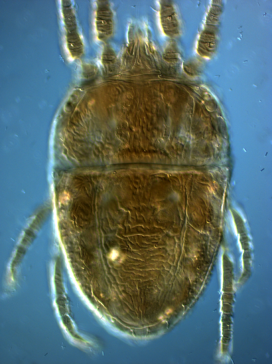  Fig. 1.  Brevipalpus papayensis , female dorsum (paratype). 