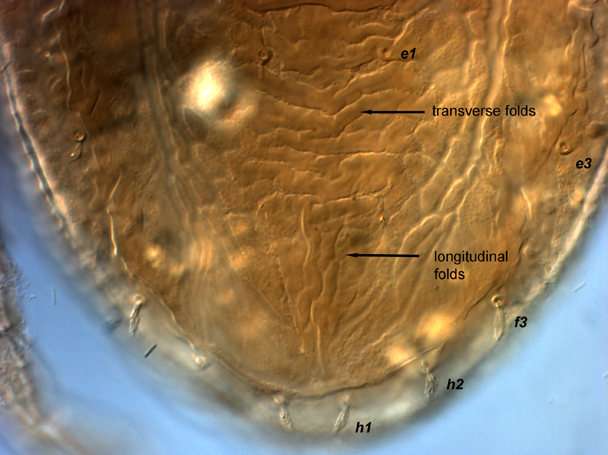  Fig. 8.  Brevipalpus papayensis , female posterior dorsum (paratype). 
