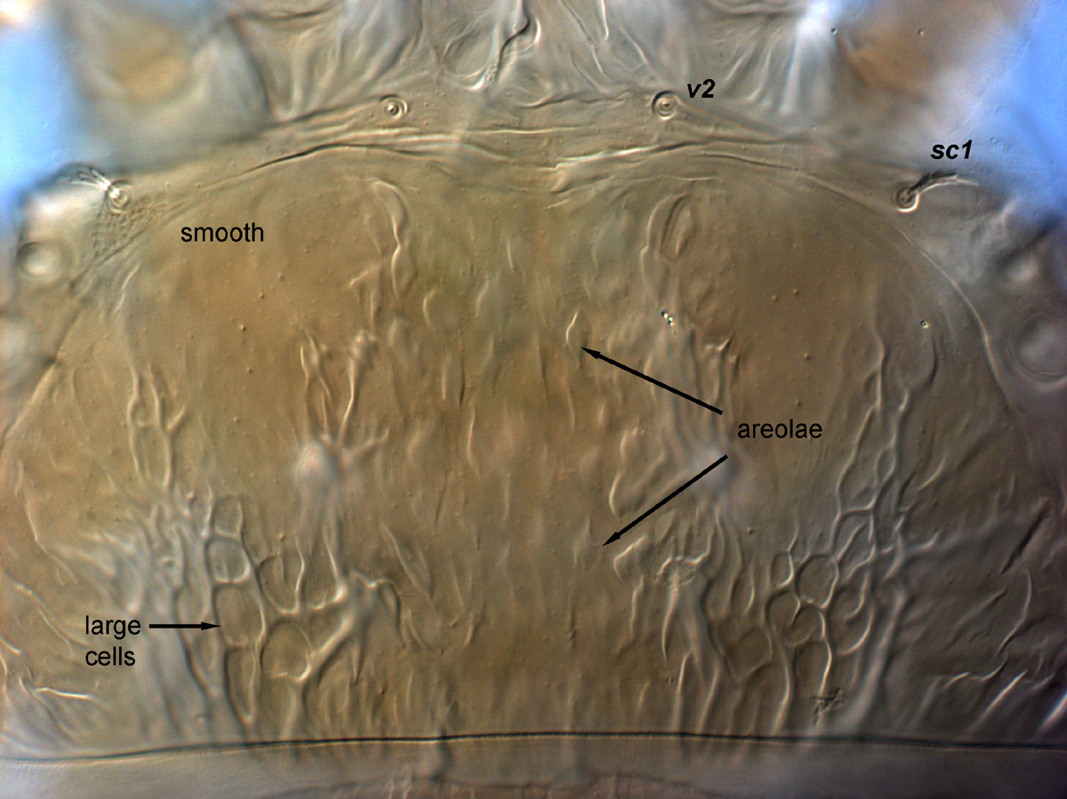  Fig. 2.  Brevipalpus papayensis , female prodorsum (paratype). 