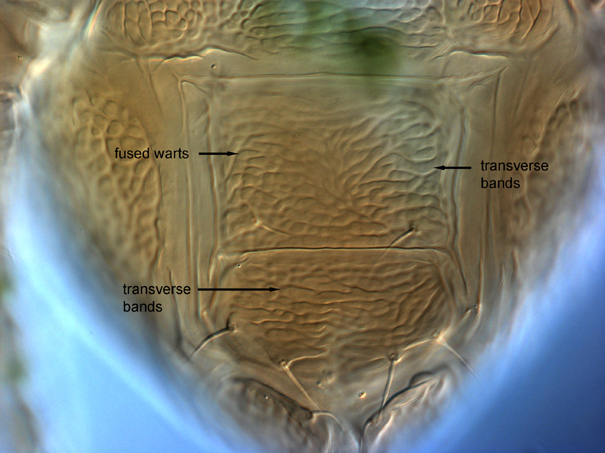  Fig. 15.  Brevipalpus papayensis , female posterior venter (paratype). 