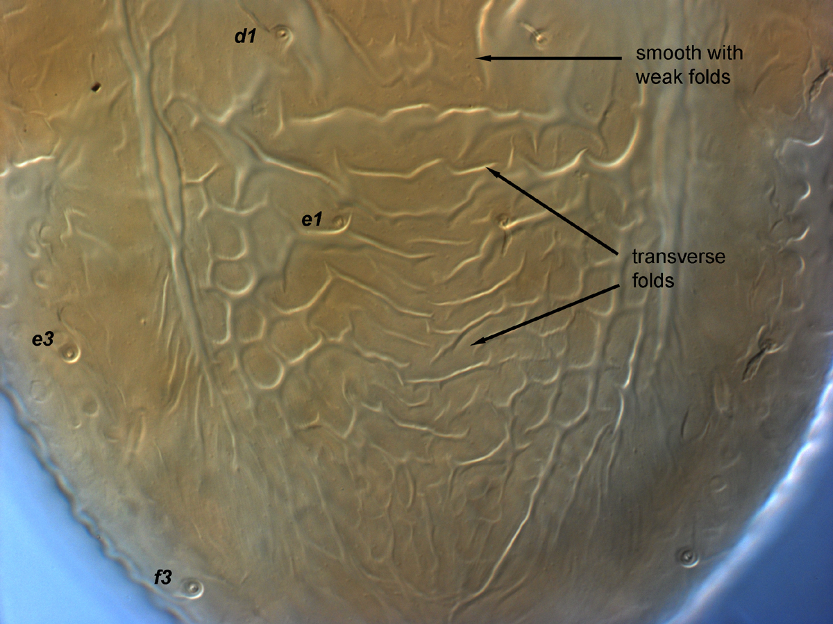  Fig. 7.  Brevipalpus papayensis , female central dorsal opisthosoma (paratype). 