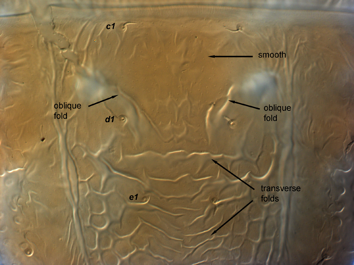  Fig. 5.  Brevipalpus papayensis , female anterior dorsal opisthosoma (paratype). 