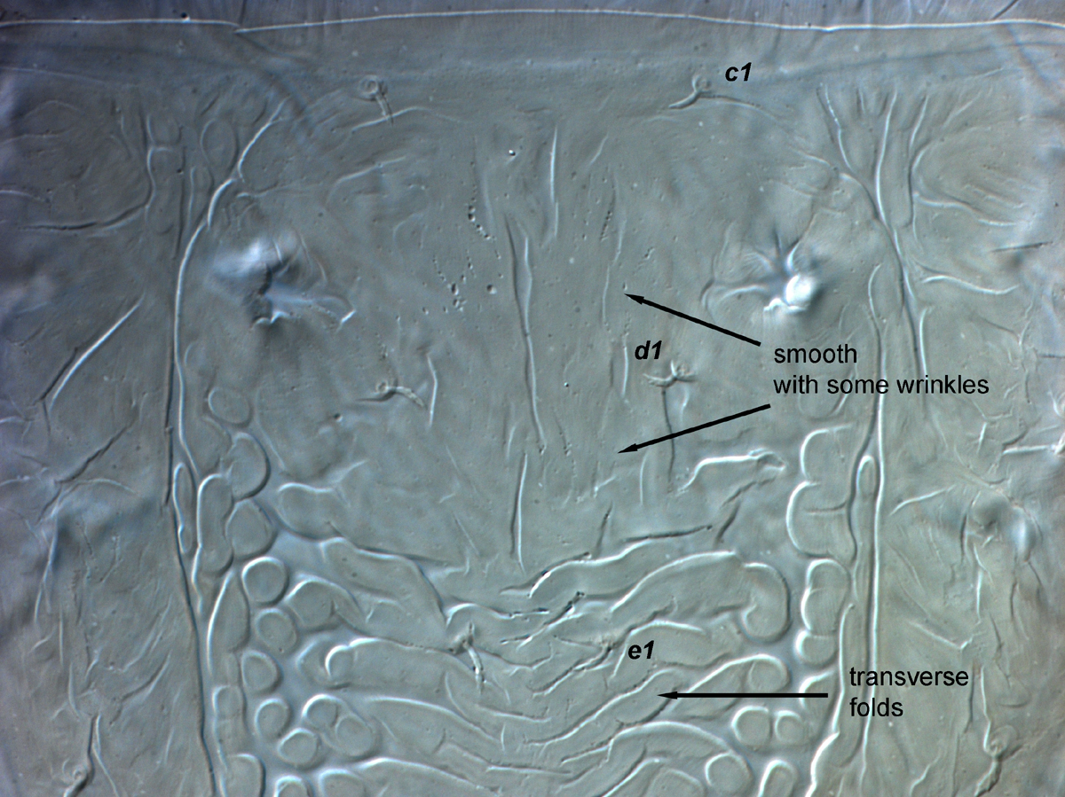  Fig. 6.  Brevipalpus azores , female anterior dorsal opisthosoma. 