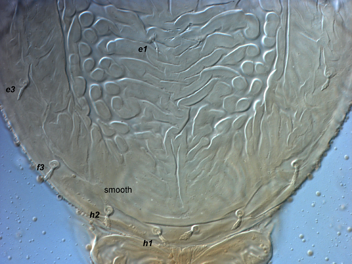  Fig. 8.  Brevipalpus azores , female posterior dorsum. 