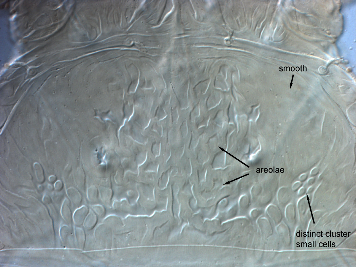  Fig. 5.  Brevipalpus azores , female prodorsum. 