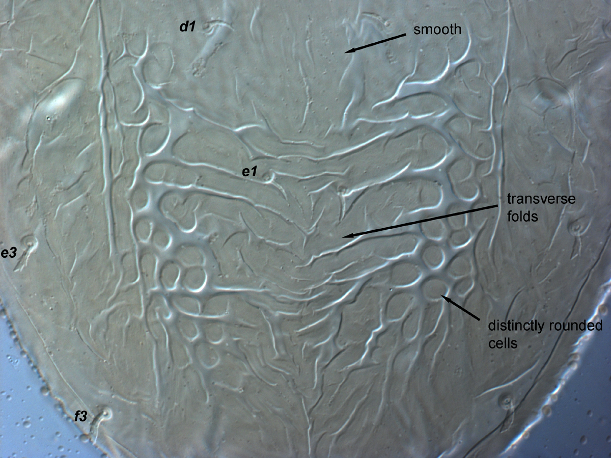 Fig. 7.  Brevipalpus azores , female central dorsal opisthosoma. 