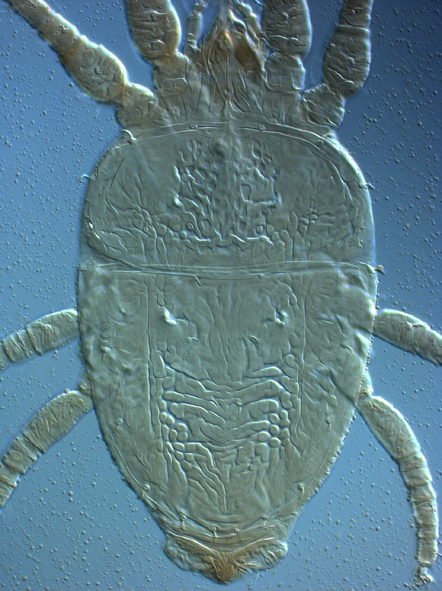  Fig. 1.  Brevipalpus azores , female dorsum. 