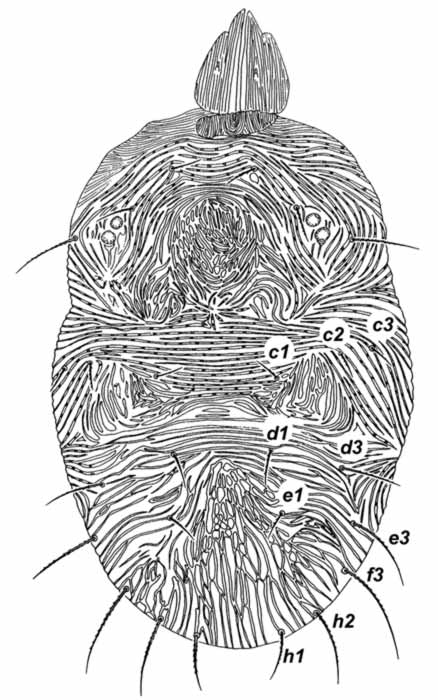            Fig. 1.   Capedulia calendulae  female dorsum   (after Meyer 1979).   