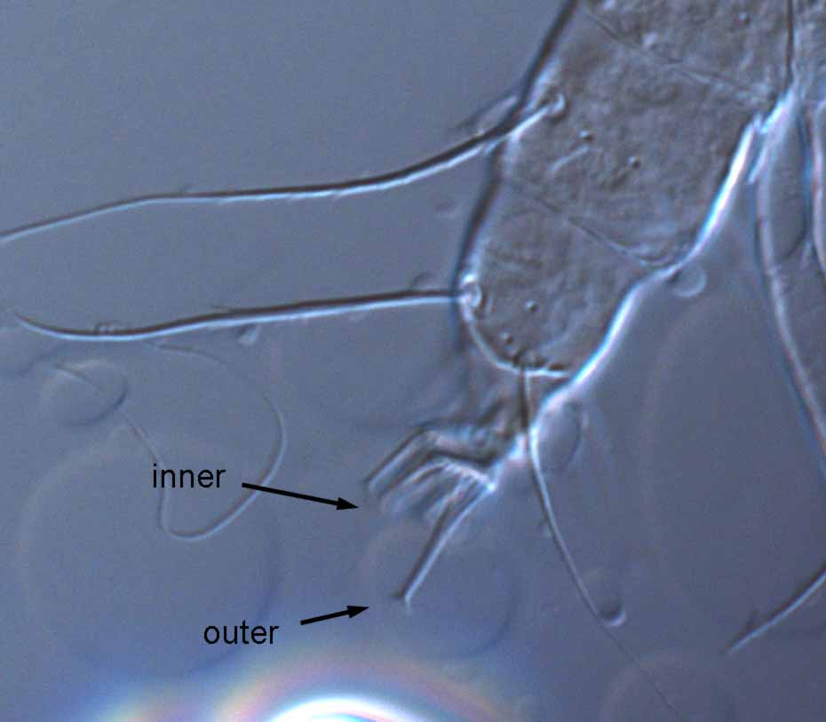            Fig. 8.   Capedulia prasadi  adult female tarsus   IV.   