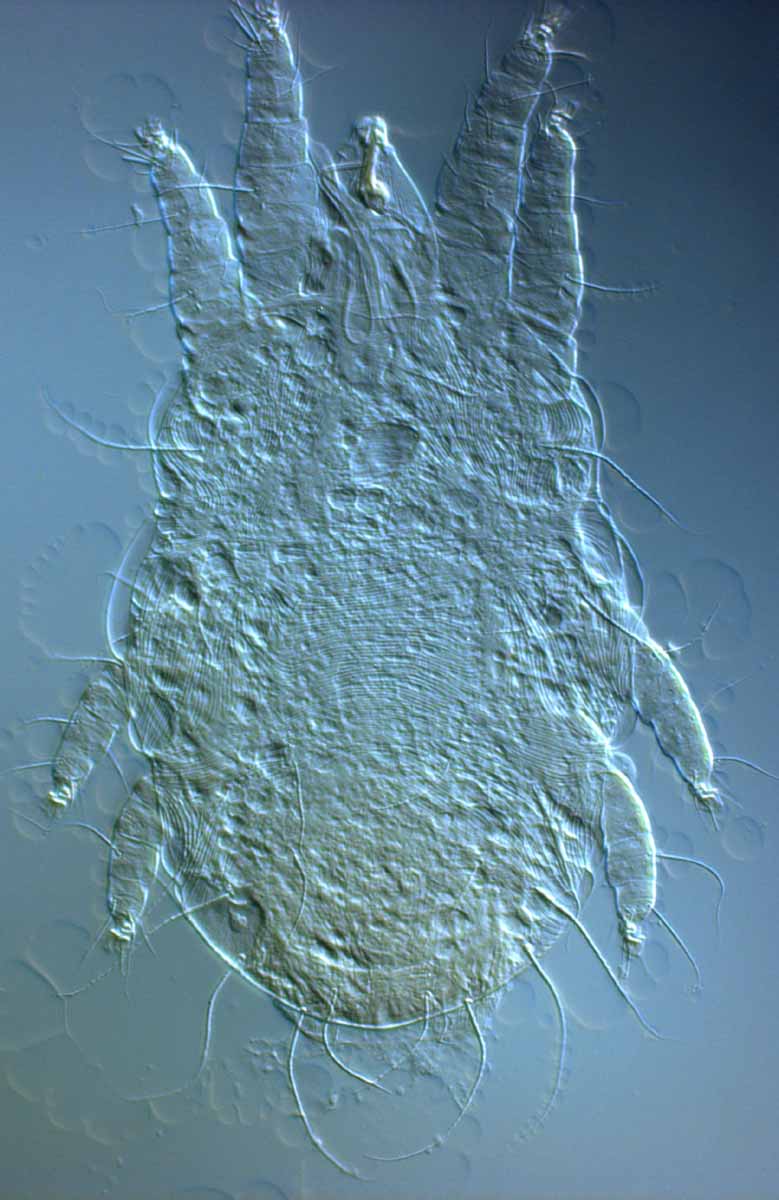            Fig. 2.   Capedulia prasadi  adult female   dorsum.      