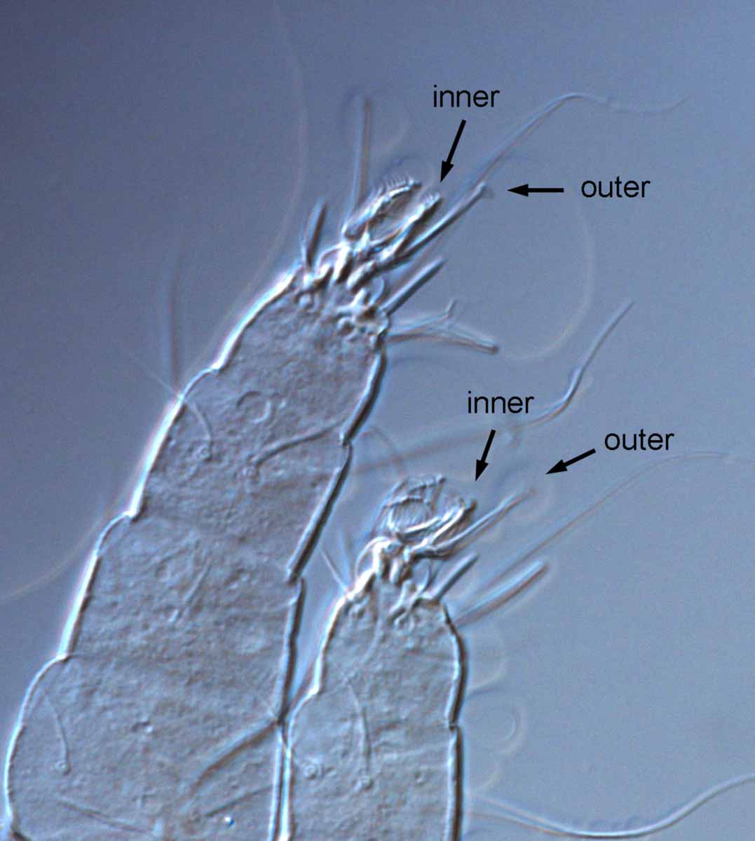            Fig. 7.   Capedulia prasadi  adult female tarsus   I-II.   