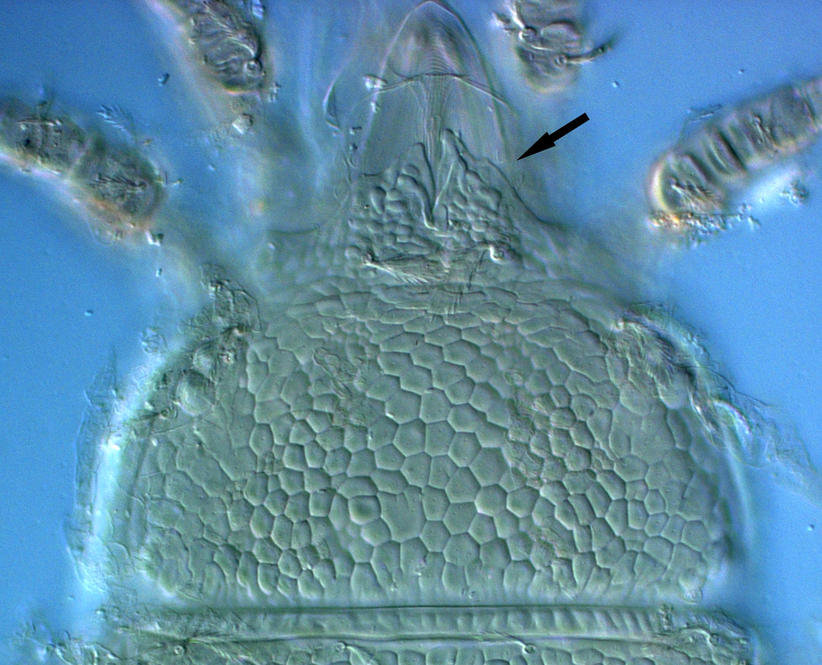            Fig. 4.   Cenopalpus lanceolatisetae  female   prodorsum, indicating anterior broad flat projection.   
