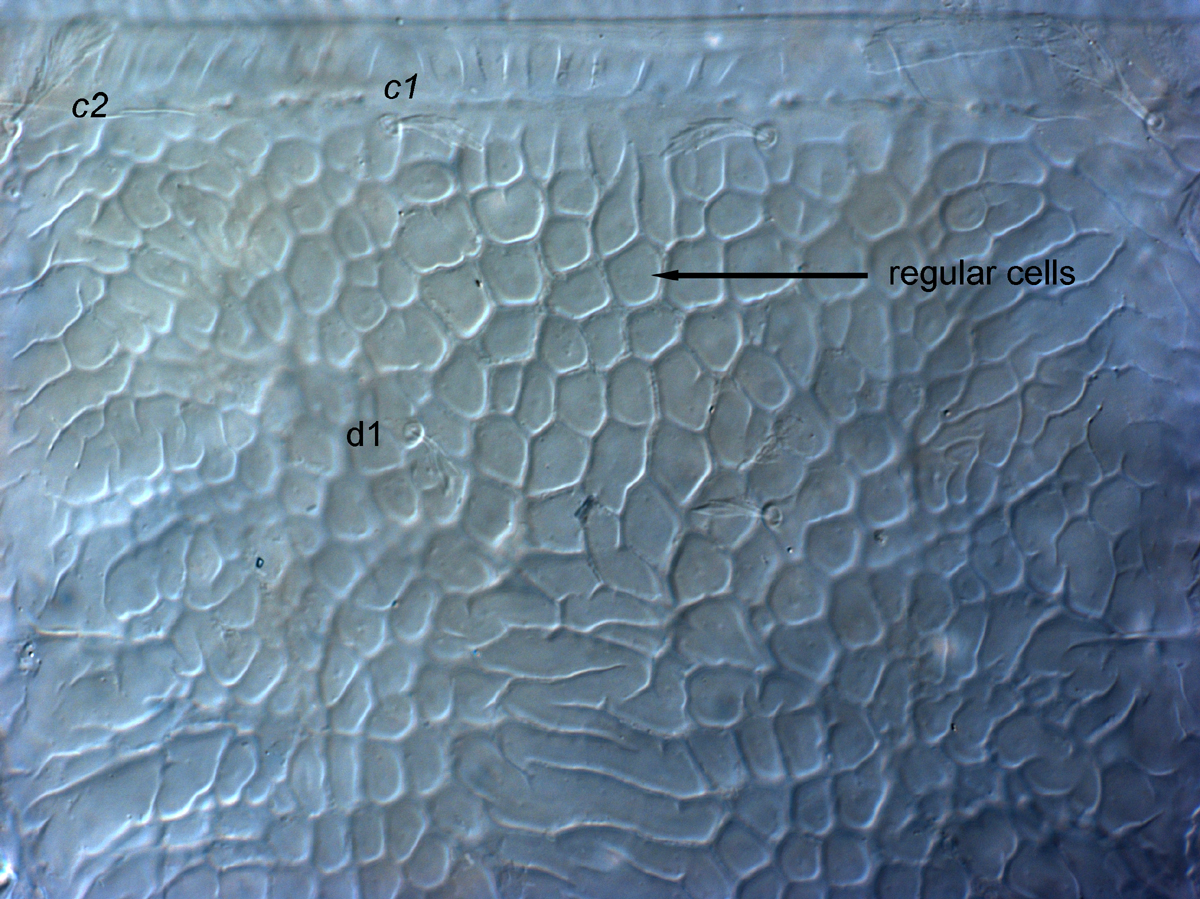  Fig. 6.  Cenopalpus lanceolatisetae  adult female anterior dorsal opisthosoma.

