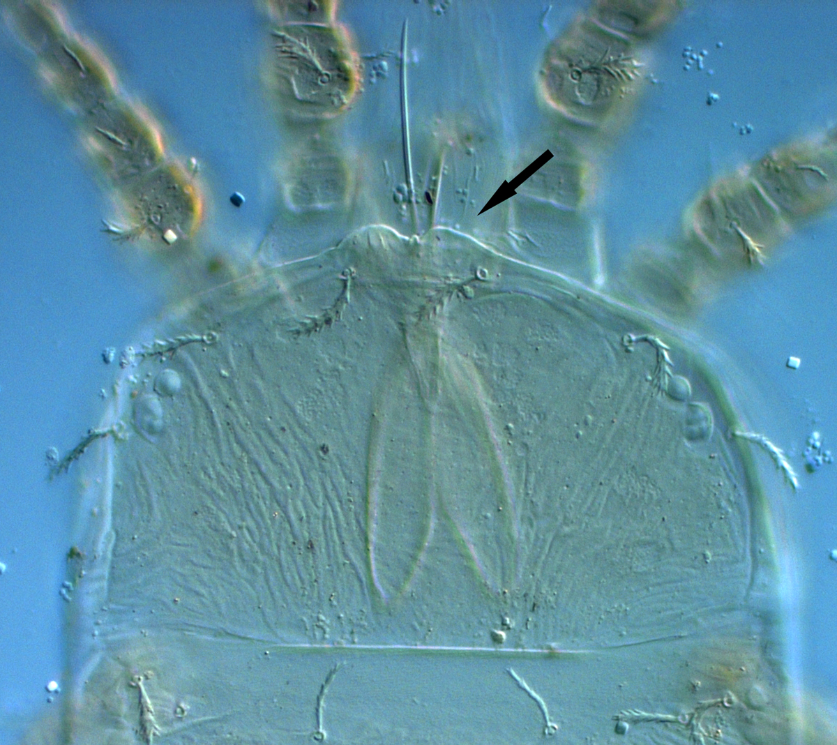            Fig. 6.   Cenopalpus  nr  C.   lineola  female prodorsum, indicating reduced   anterior projection.   