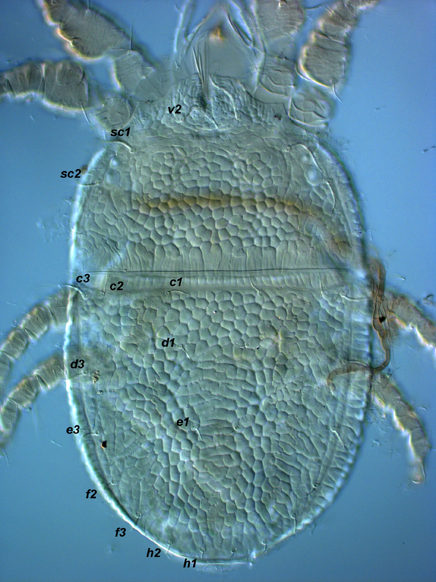            Fig. 1.   Cenopalpus pulcher  female   dorsum.   