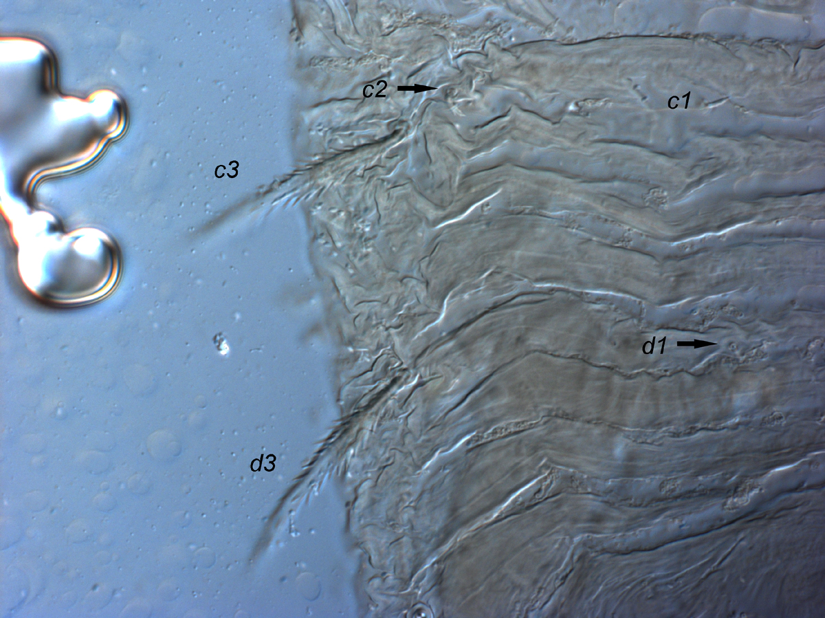  Fig. 19.  Cenopalpus pulcher  deutonymph anterior lateral dorsal opisthosoma.

