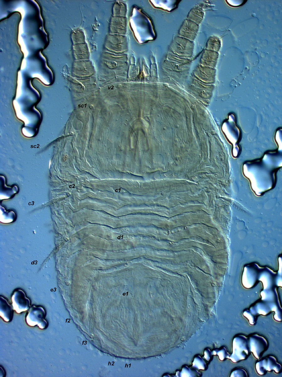  Fig. 17.  Cenopalpus pulcher  deutonymph dorsum (n.b. several lateral setae are broken off and only the large setae base is visible - e.g.  v2 ,  sc1 ,  e3 ,  f3 ).
