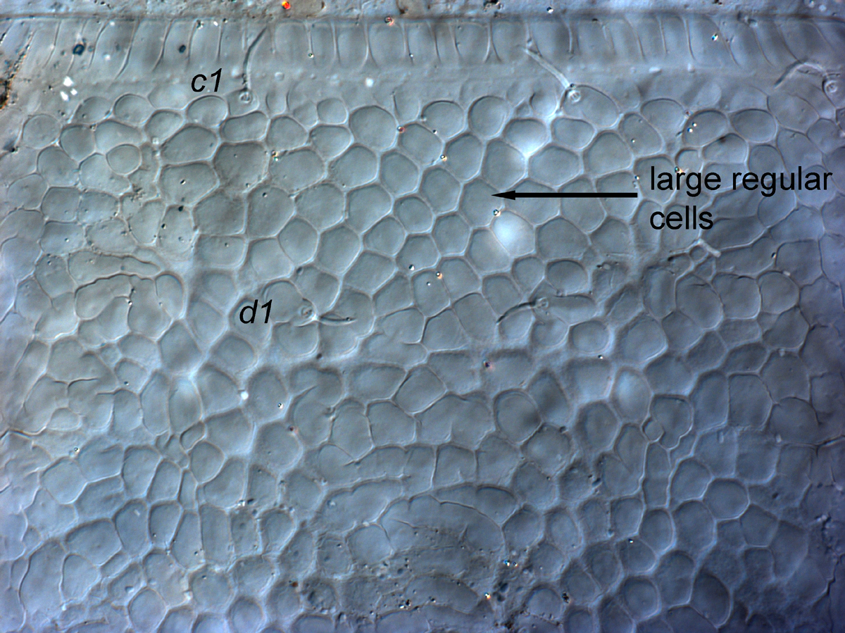  Fig. 5.  Cenopalpus pulcher  adult female anterior dorsal opisthosoma, between setae  c1  and  d1 .
