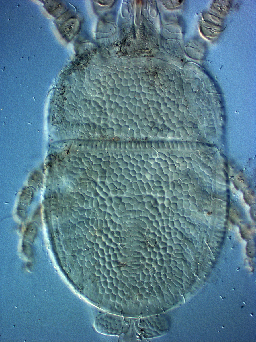  Fig. 2.  Cenopalpus pulcher  adult female dorsum.
