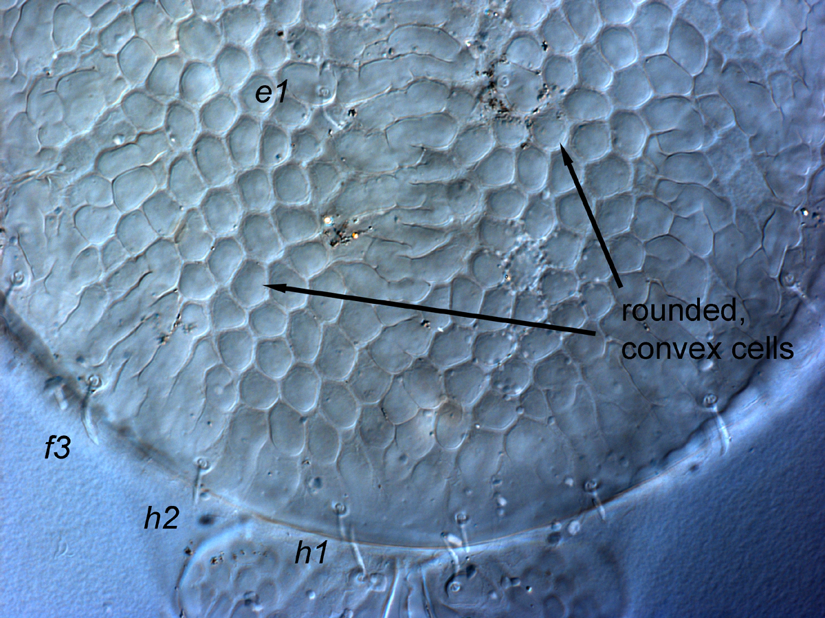  Fig. 8.  Cenopalpus pulcher  adult female posterior dorsal opisthosoma.
