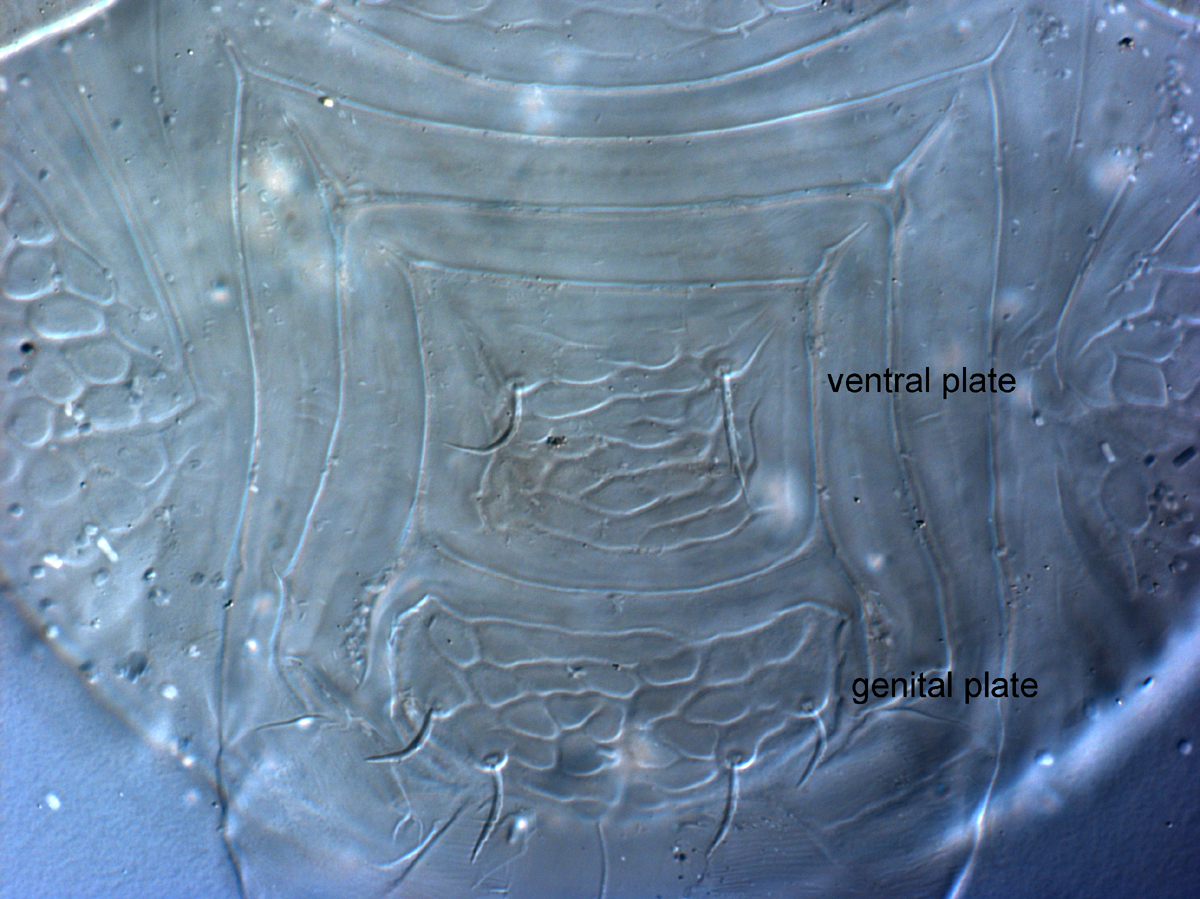  Fig. 14.  Cenopalpus pulcher  adult female posterior venter, with transversely elongate cells on ventral plate.
