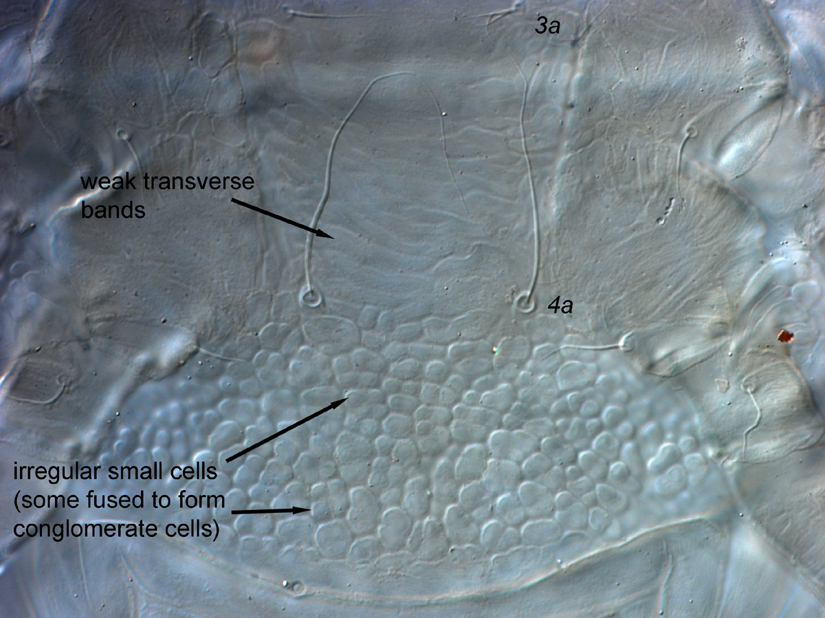  Fig. 8.  Cenopalpus spinosus  adult female venter, between legs III and IV.
