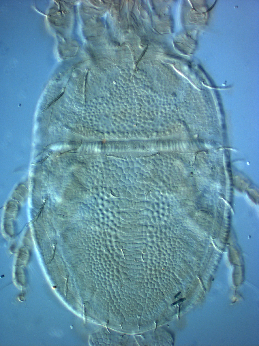  Fig. 1.  Cenopalpus spinosus  adult female dorsum.
