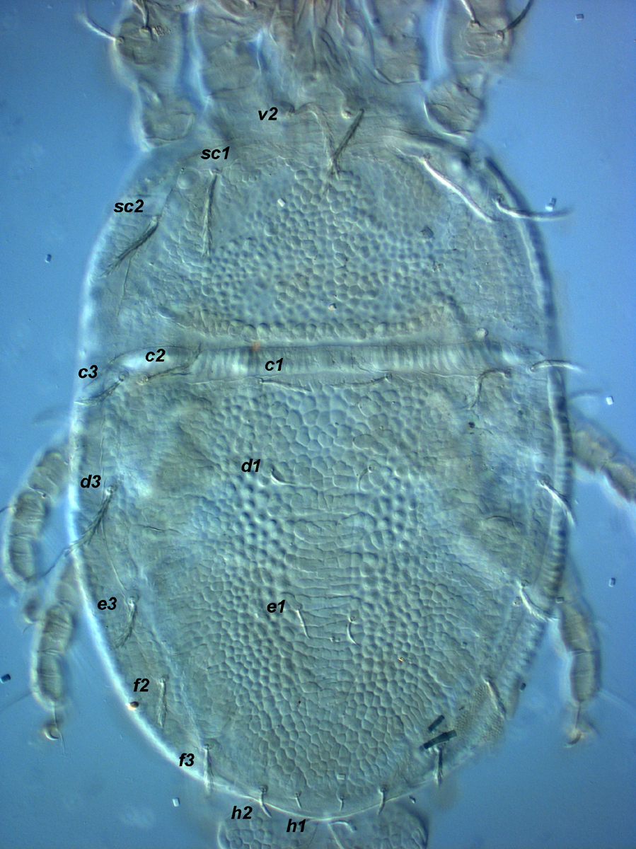            Fig. 2.   Cenopalpus spinosus  female   dorsum.   