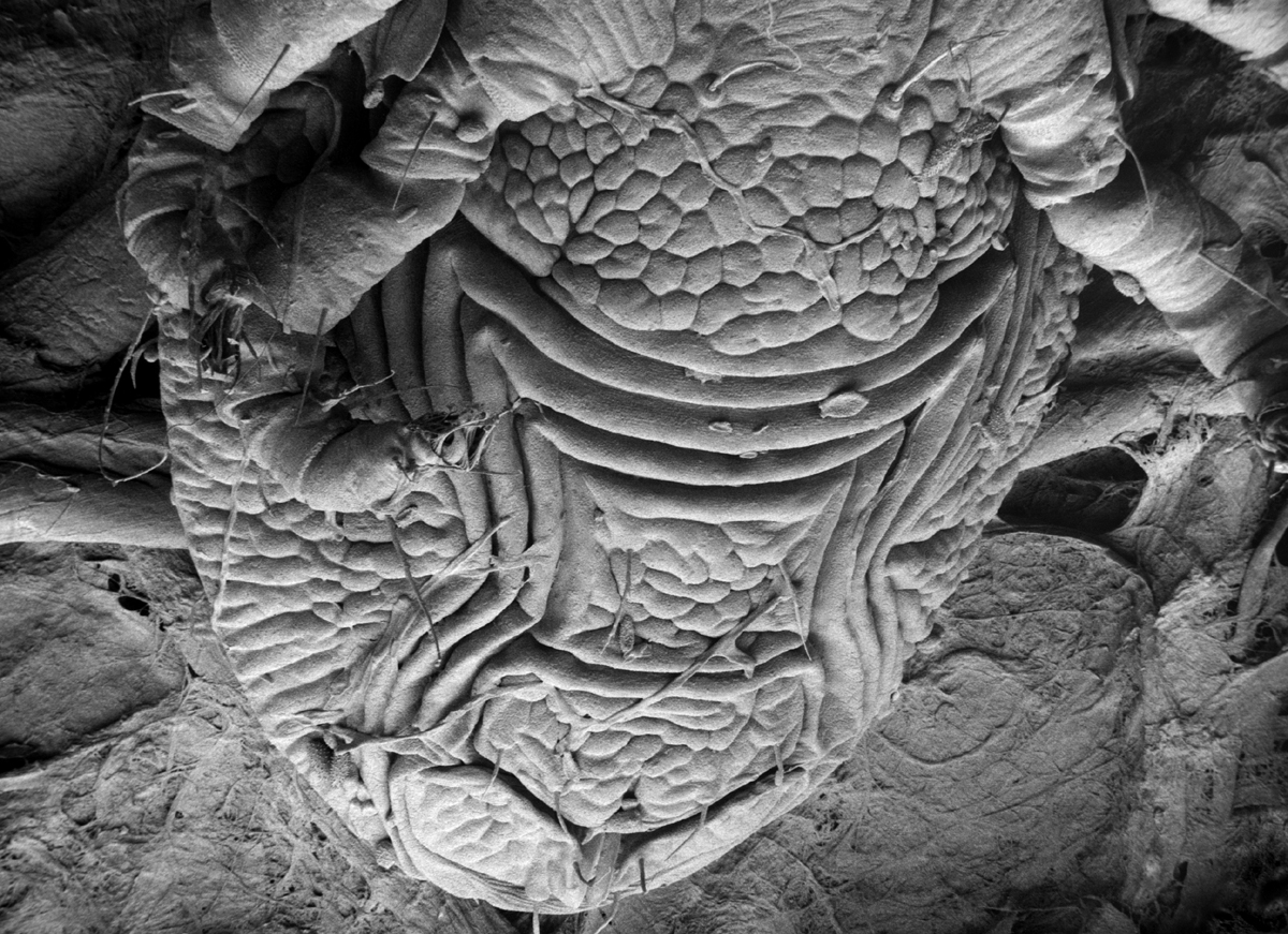  Fig. 16.  Cenopalpus pulcher  adult female posterior venter (LTSEM image by Gary Bauchan, USDA-ECMU).
