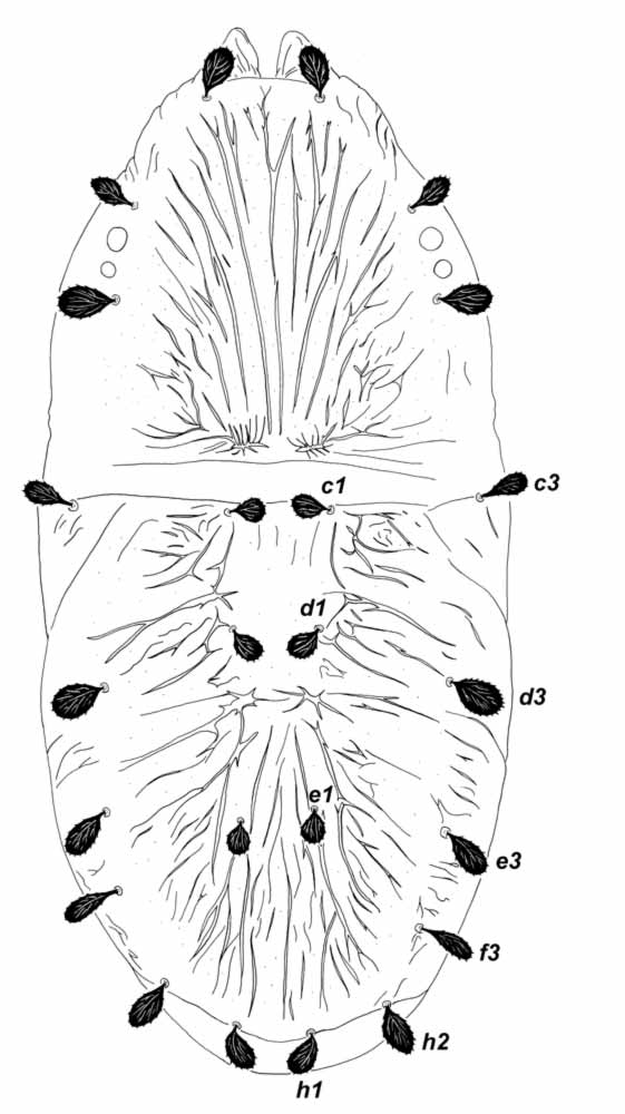            Fig. 2.   Chaudhripalpus  costacola sp. nov.   Beard amp; Seeman, female dorsum.   