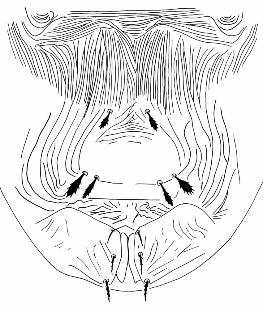            Fig. 4.   Chaudhripalpus  costacola sp. nov.   Beard amp; Seeman, female venter, detail of genital   region.   