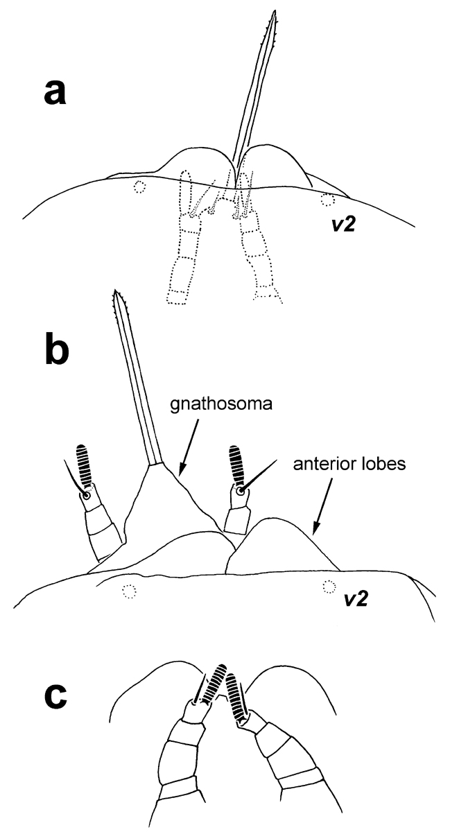            Fig. 3.   Chaudhripalpus creelae  female,   anterior margin of prodorsum concealing the gnathosoma; a, b dorsal view; c   ventral view.   