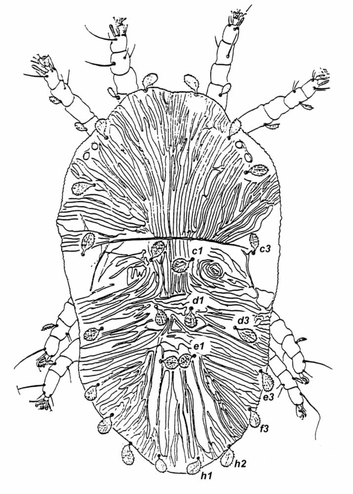            Fig. 1.   Chaudhripalpus creelae  female   dorsum.   