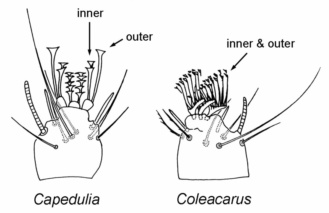            Fig. 9.   Coleacarus  and  Capedulia    tarsus - tenent hairs on claws.    