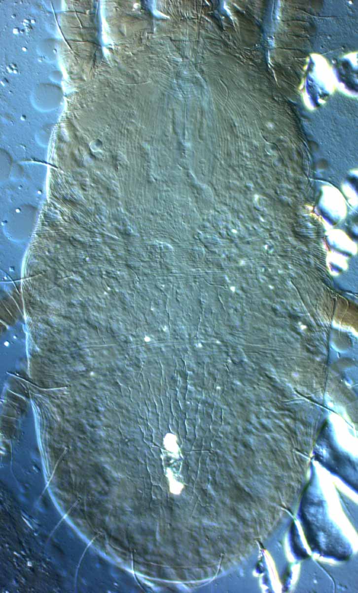            Fig. 2.   Coleacarus lithops  female dorsum.      