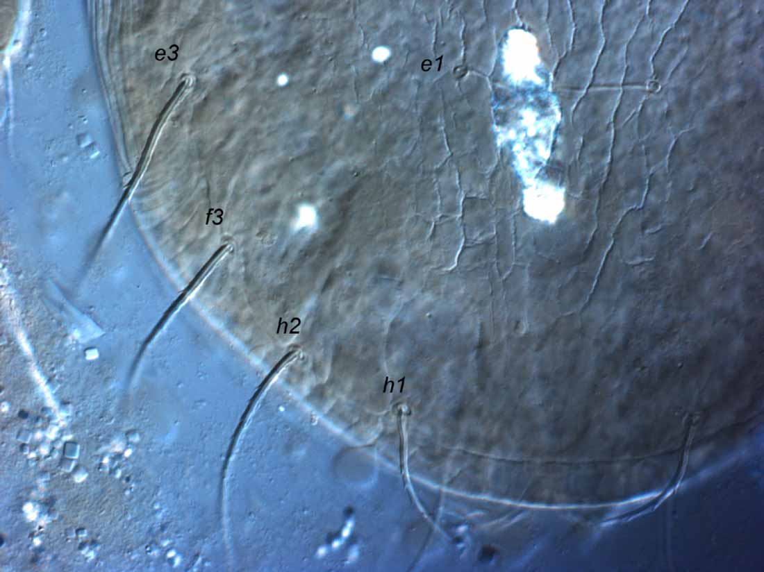            Fig. 4.   Coleacarus lithops  female posterior   dorsum.    