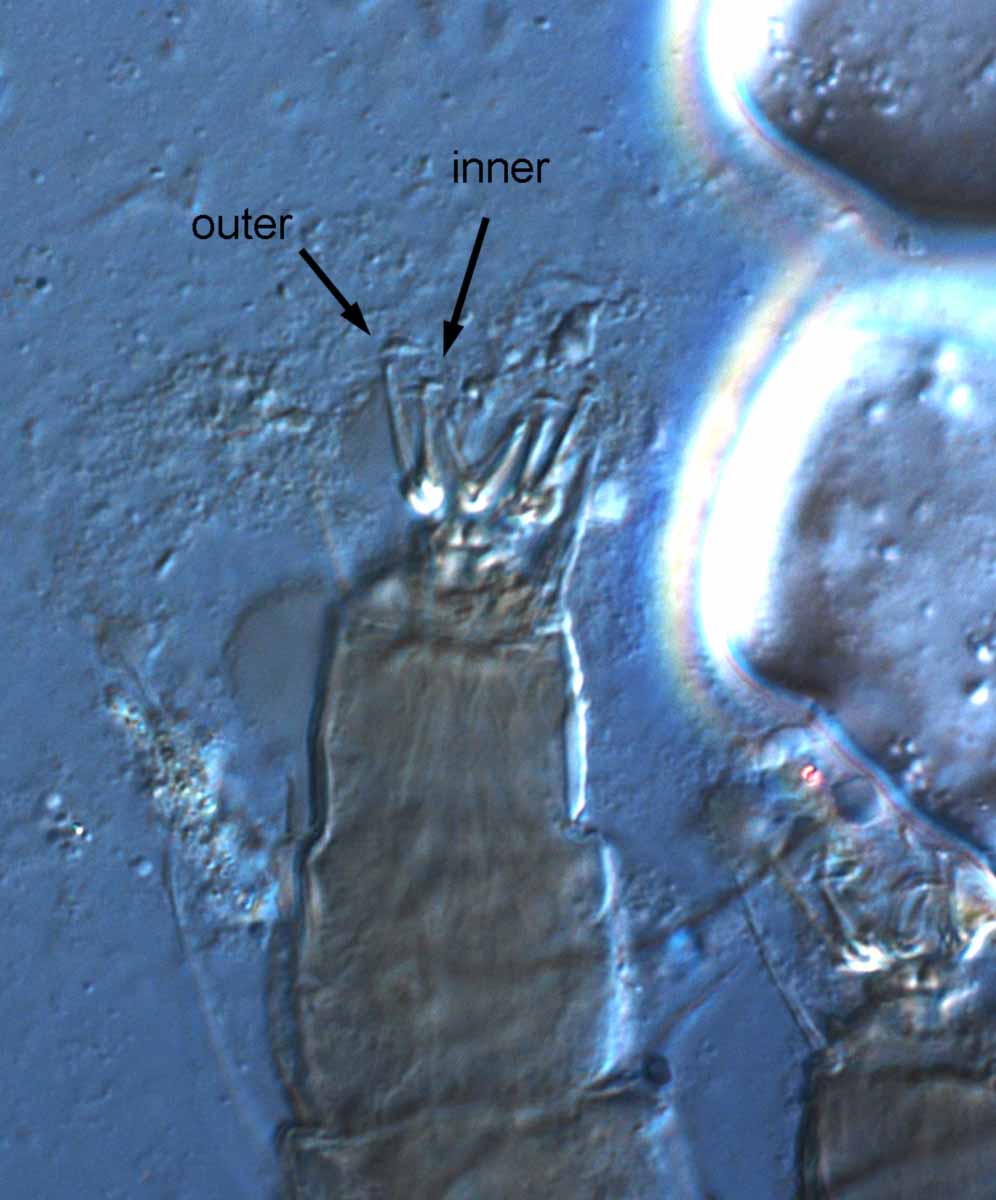            Fig. 8.   Coleacarus lithops  female tarsus   I.   