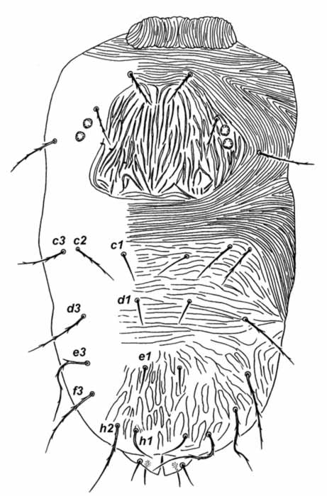            Fig. 1.   Coleacarus lithops  female dorsum   (after Meyer 1979).   