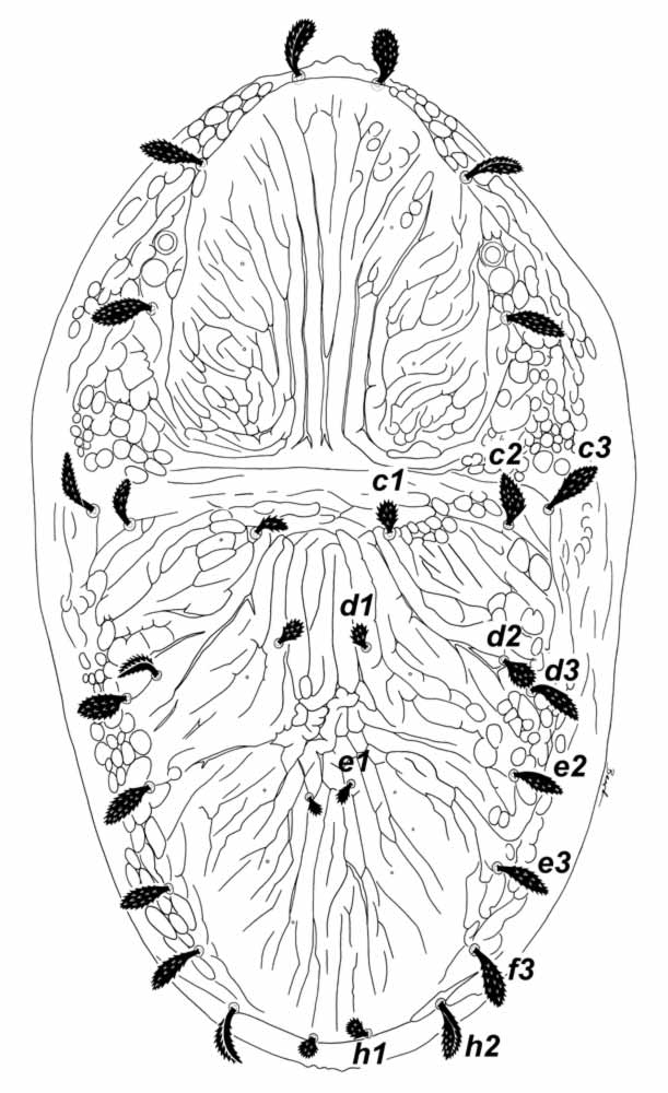            Fig. 1.   Crossipalpus  gersoni sp. nov.   Beard amp; Seeman, female dorsum.   