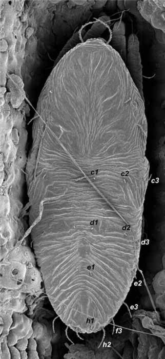            Fig. 3.   Crossipalpus muellerianae  deutonymph   dorsum (image: Gary Bauchan, USDA-ARS).   