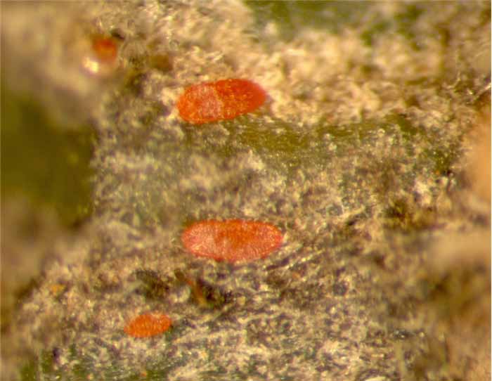           Fig. 6.   Crossipalpus  sp. female   live.   