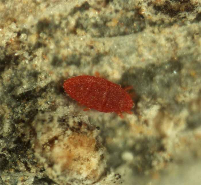            Fig. 7.   Crossipalpus  sp. female live,   dorsum.   