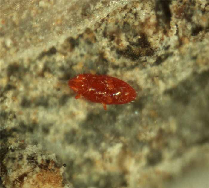            Fig. 8.   Crossipalpus  sp. female live,   venter.   