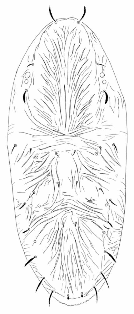           Fig. 2.   Crossipalpus muellerianae  female   dorsum.   
