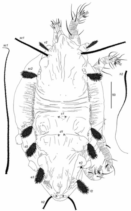            Fig. 2.   Cyperacarus foliatus    female dorsum.   