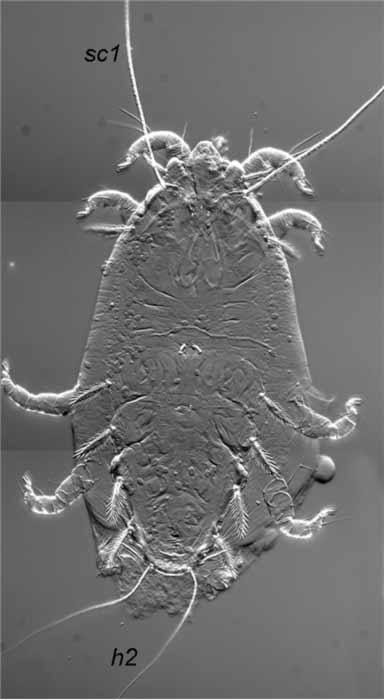            Fig. 3.   Cyperacarus naomae    female.   