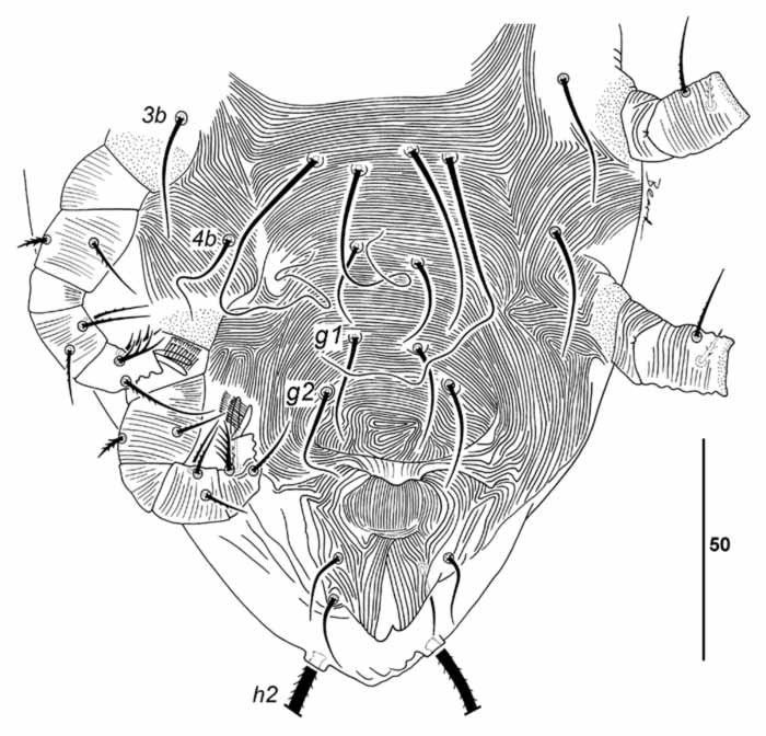           Fig. 4.   Cyperacarus naomae  female   venter.   