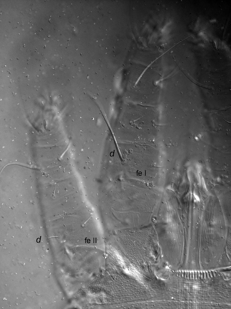  Fig. 4.  Dolichotetranychus floridanus  male, dorsal view of legs I-II indicating dorsal setae on femur I-II (fe I-II).
